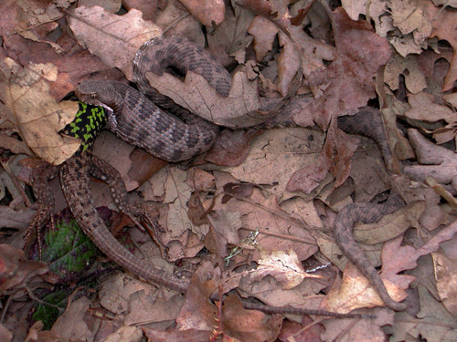 Vipera aspis che preda lucertola campestre